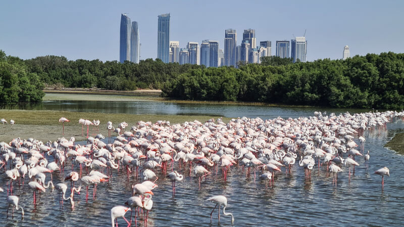 Ras-Al-Khor-Wildlife-Sanctuary-plamenaci-dubaj